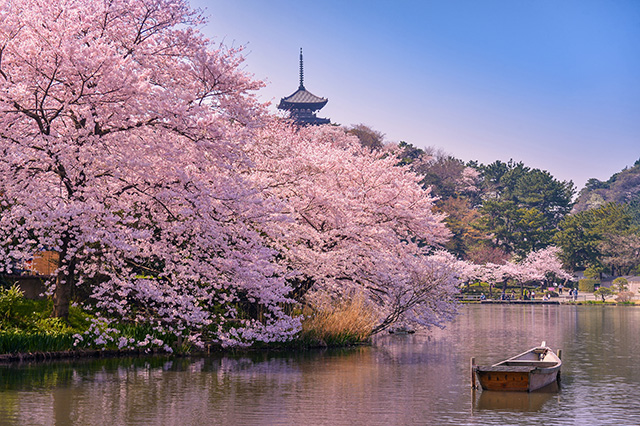 21 Day Grand Tour Japan Cherry Blossom