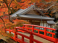 Autumn Leaf Tours in Japan