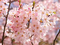 See the cherry blossoms of Japan