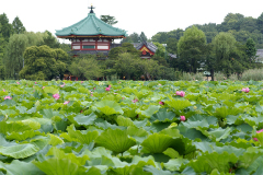 Lotus flowers in Shinobazu