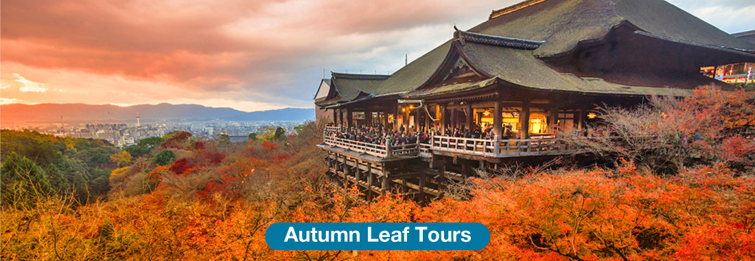 Autumn Leaf Tours