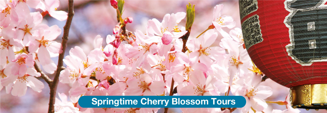 Springtime Cherry Blossom Tours